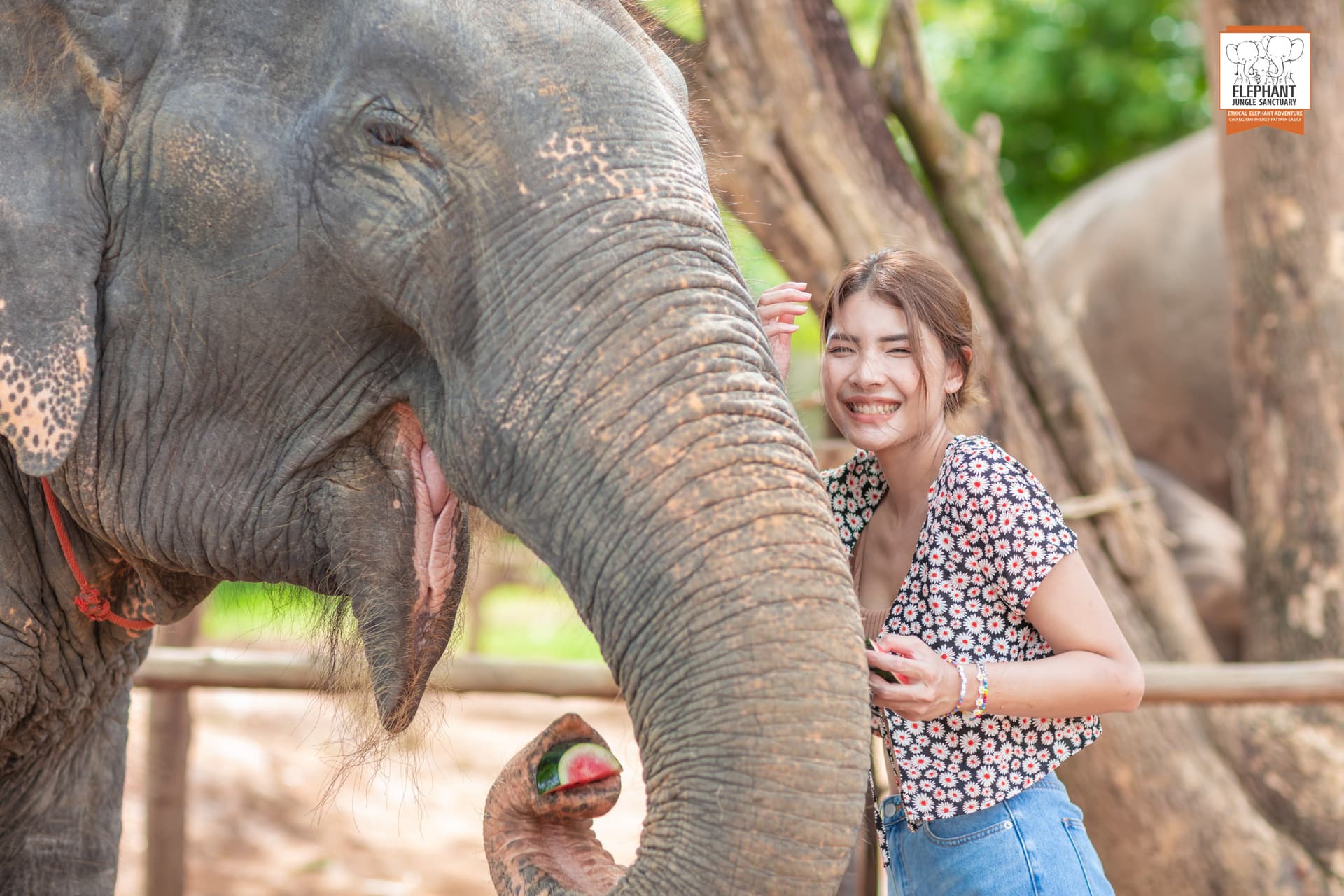 Elephant Jungle Sanctuary Phuket - تصویر 2