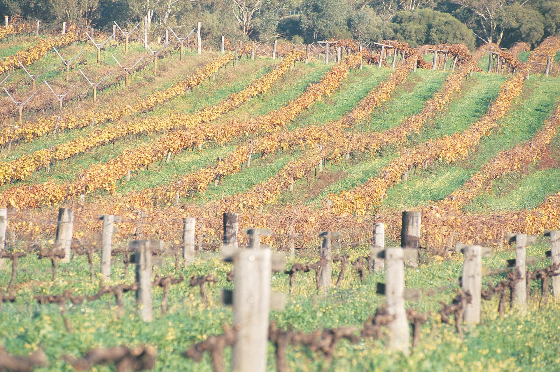 Swan Valley Half-Day Coach Tour with Wine and Chocolate Tasting - تصویر 8