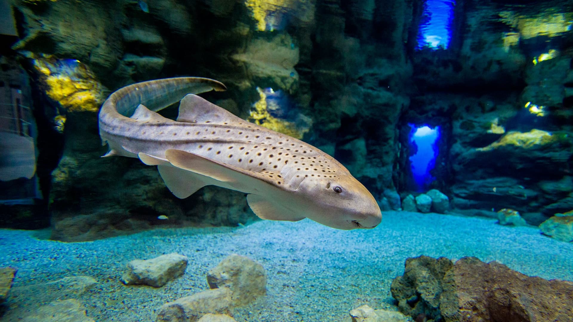 Poema del Mar - Aquarium Gran Canaria: Skip The Line Ticket - تصویر 5