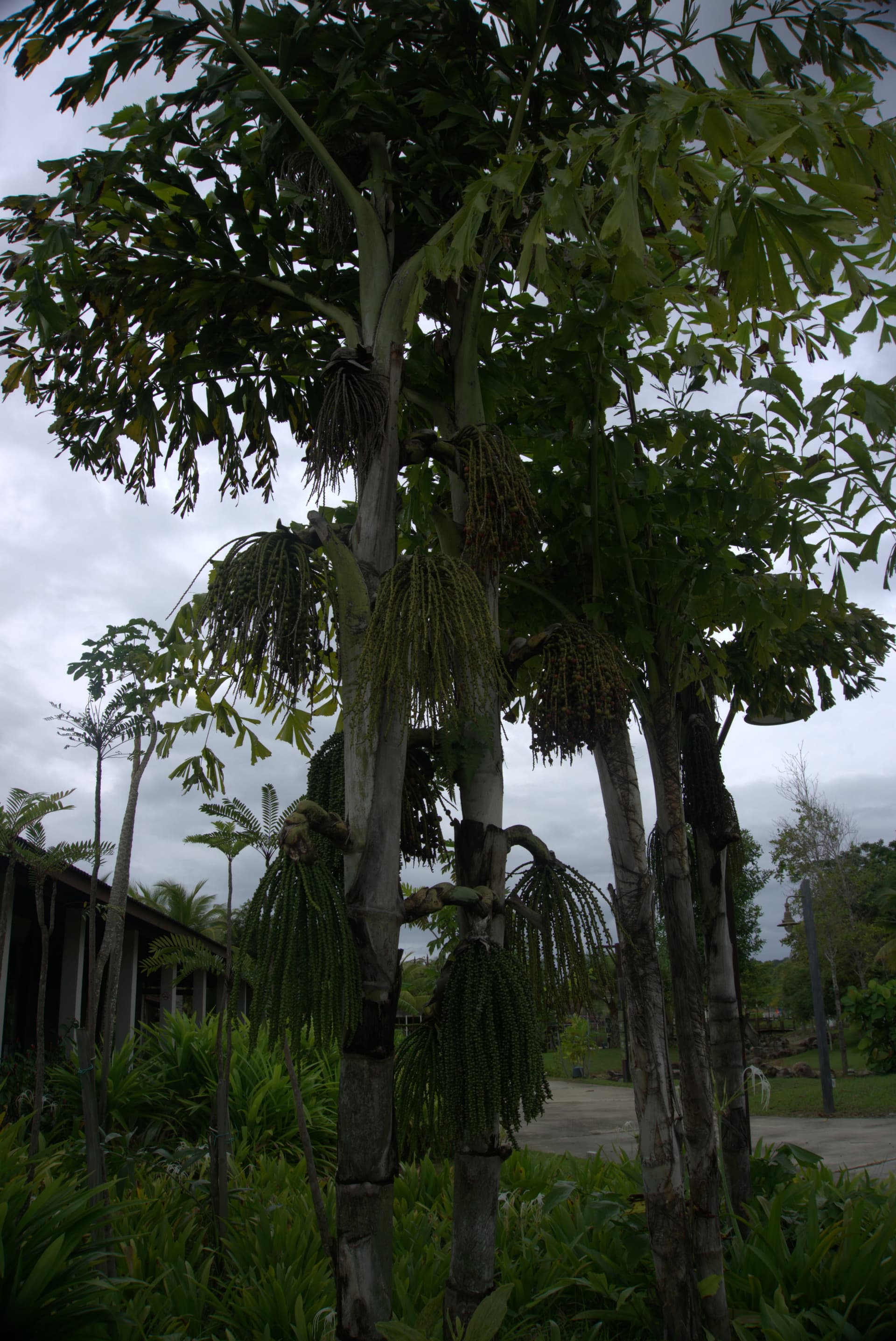 Desaru Riverside Garden Guided Walk - تصویر 10