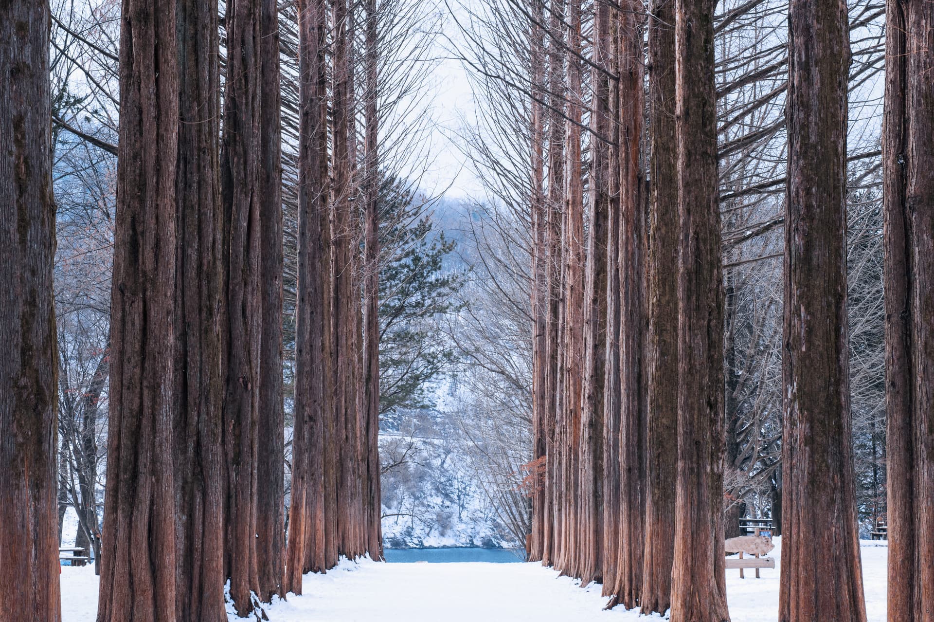 Nami Island and Garden of Morning Calm Tour from Seoul - تصویر 3