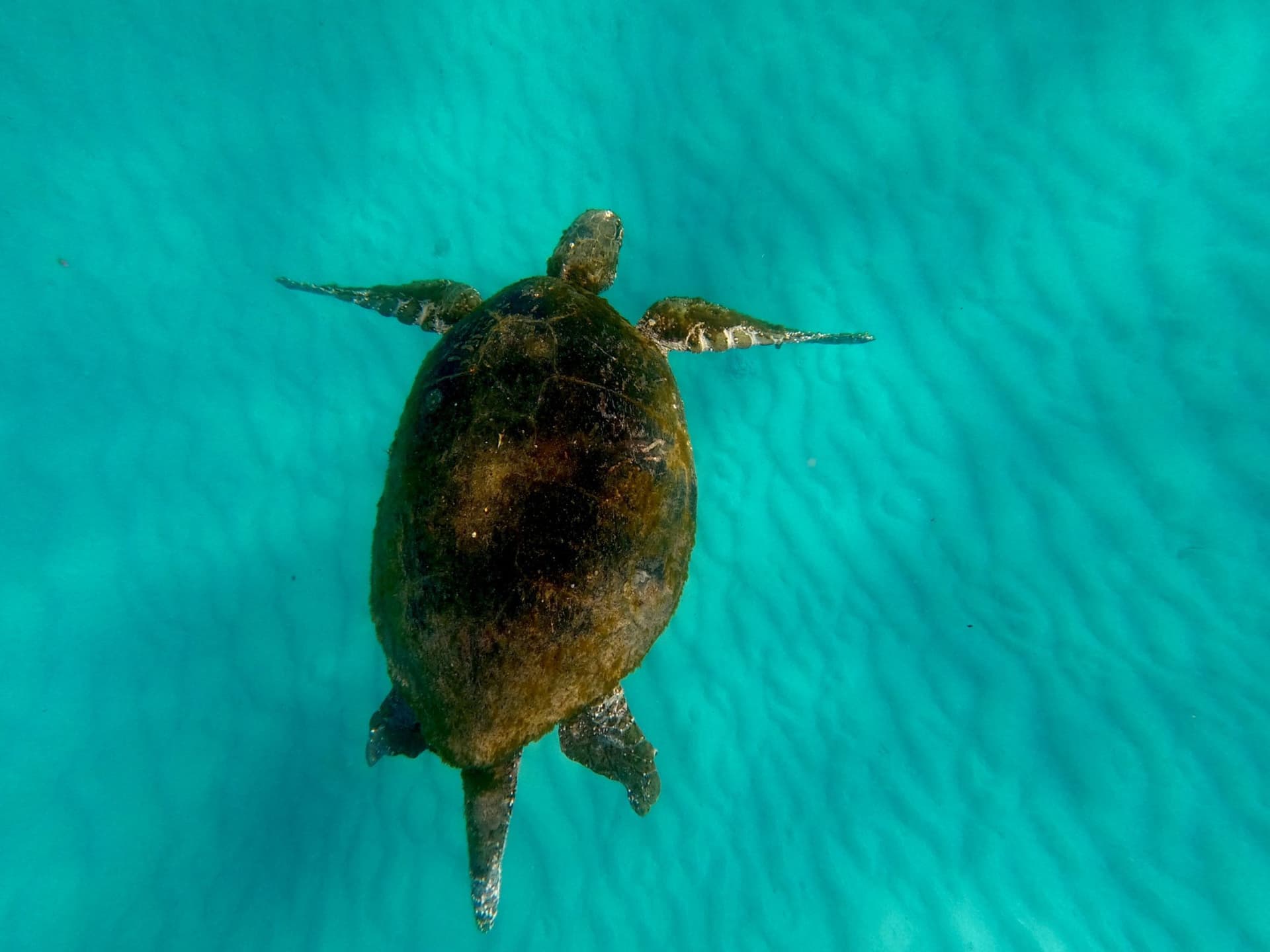 Moreton Island 1-Day Adventure Tour with Kayaking and Sandboarding - تصویر 18