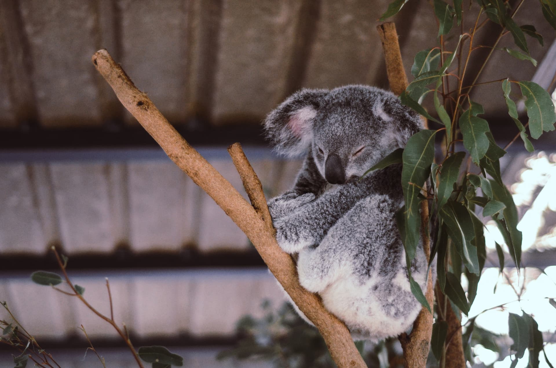 Lone Pine Koala Sanctuary Entry Ticket with Cruise from Brisbane City - تصویر 7
