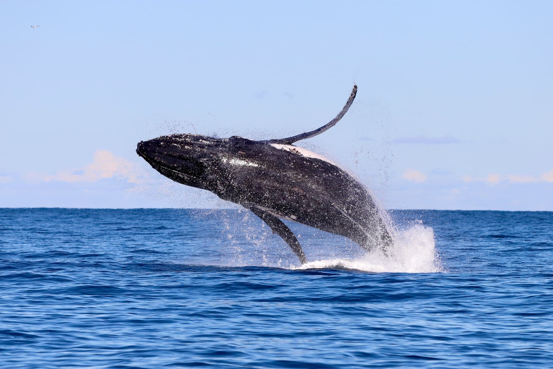 Newcastle Whale Watching Cruise aboard CoastXP - تصویر 4