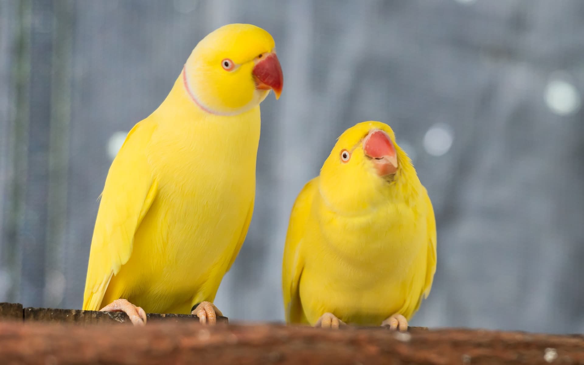 Birdworld Kuranda - تصویر 4