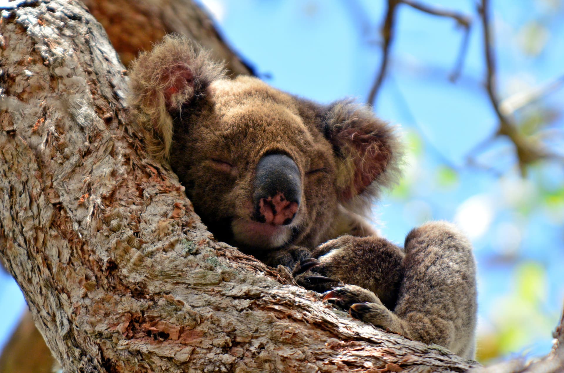 Gold Coast Full-Day Tour From Brisbane - تصویر 13