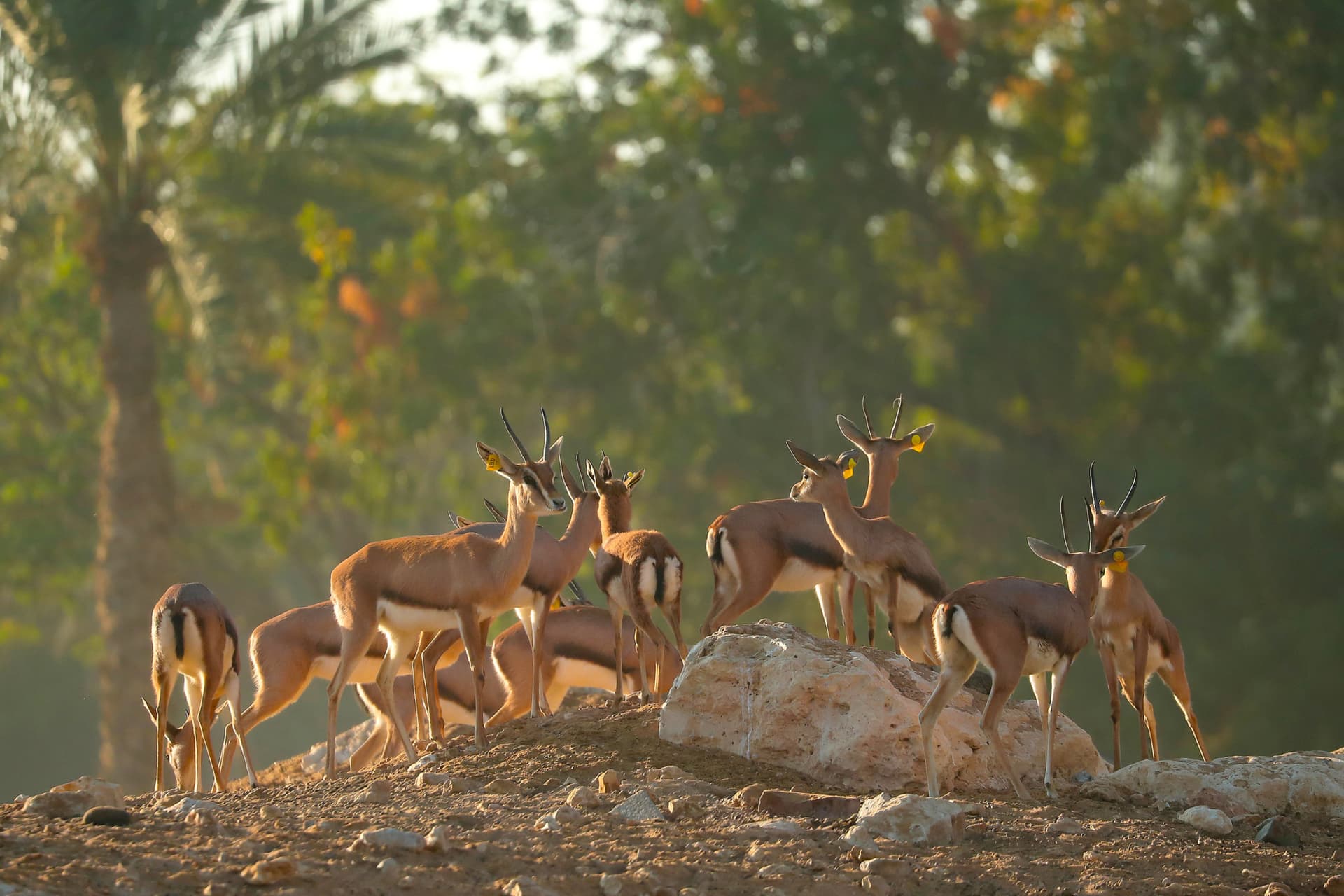 Al Ain Zoo Abu Dhabi Ticket - تصویر اصلی