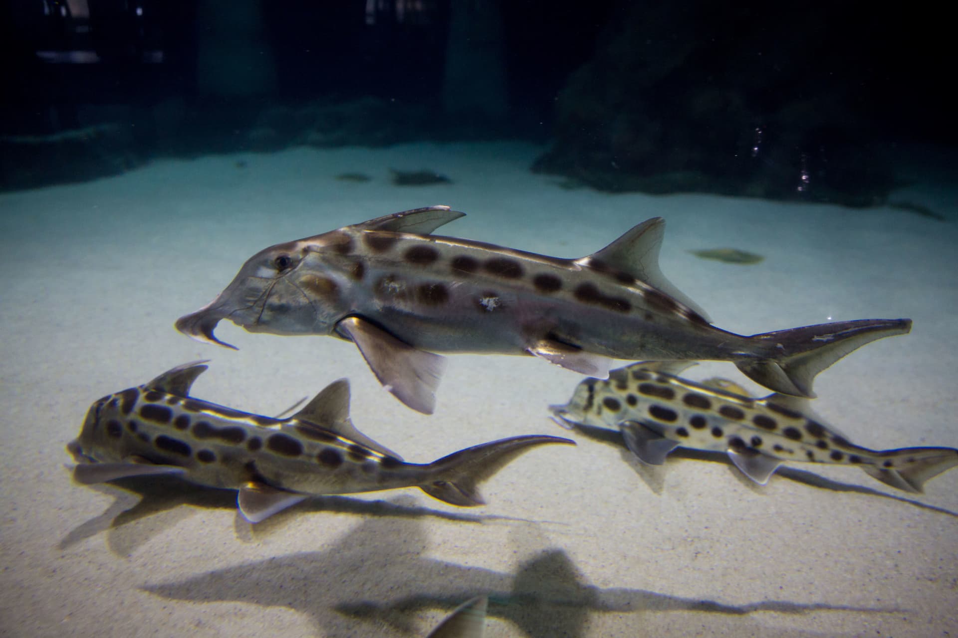SEA LIFE Kelly Tarlton's Aquarium Ticket - تصویر 8