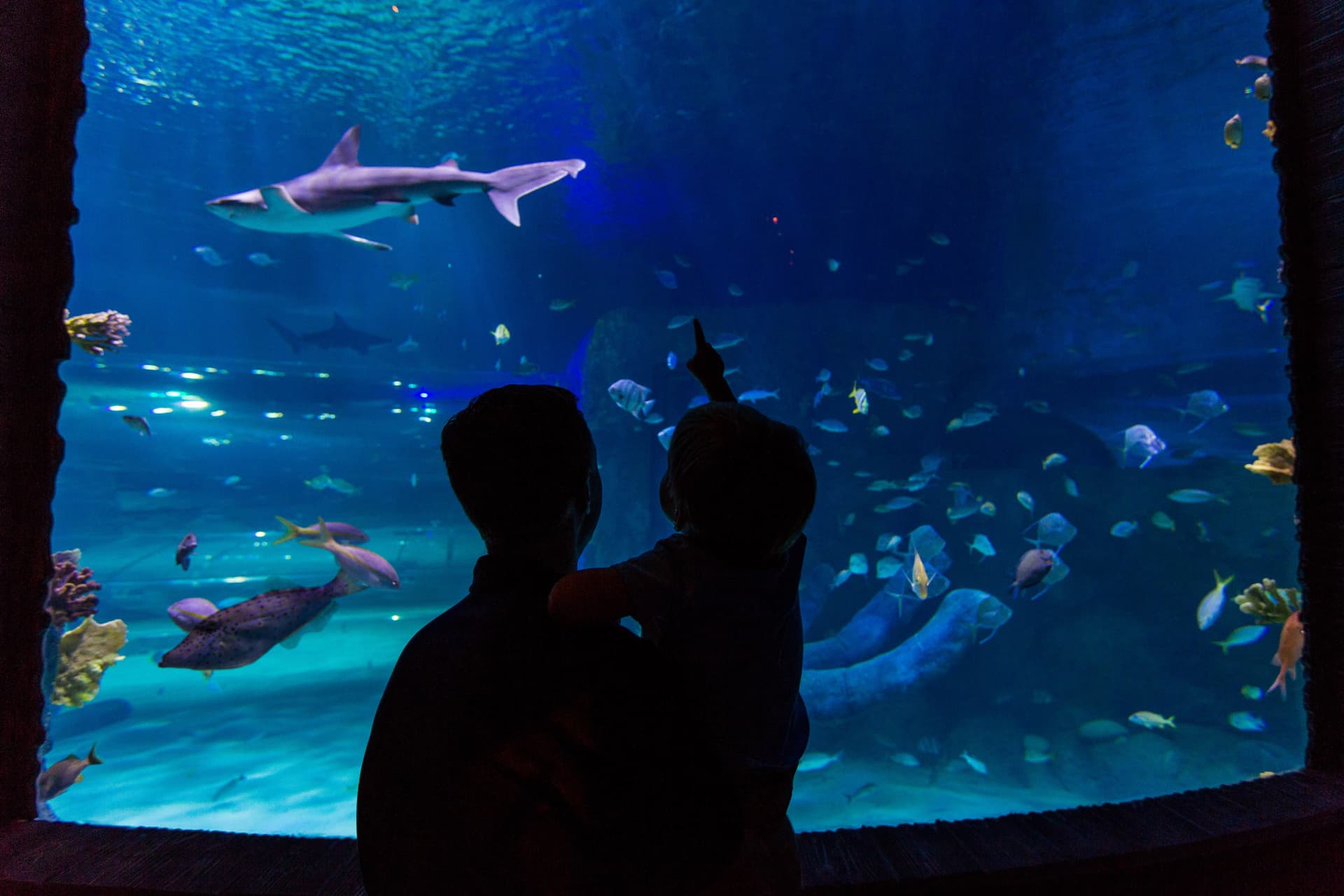 Go City Orlando Explorer Pass: Save up to 50% on Attractions - تصویر 25