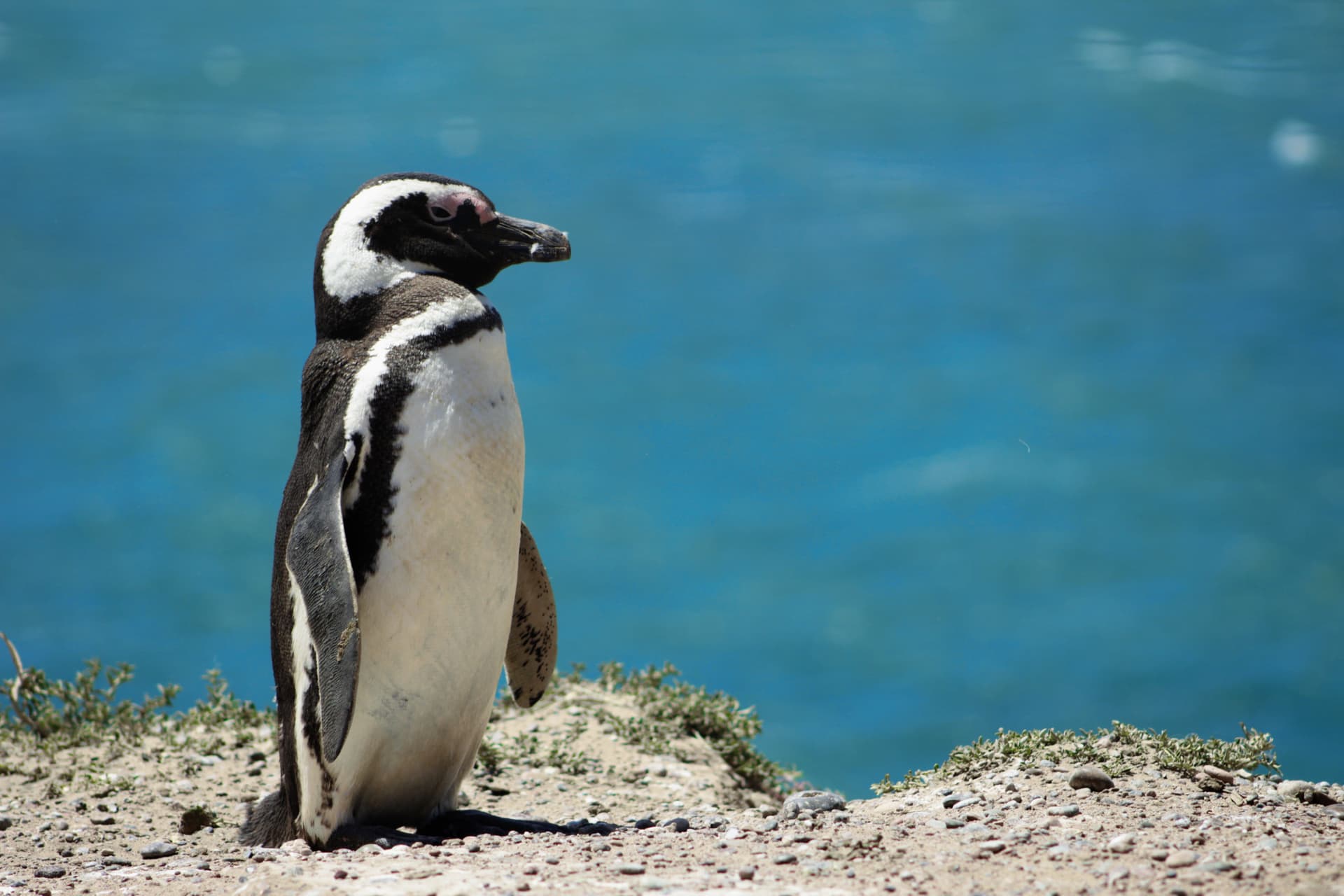 Phillip Island Nature Parks - Penguin Parade Ticket - تصویر 2