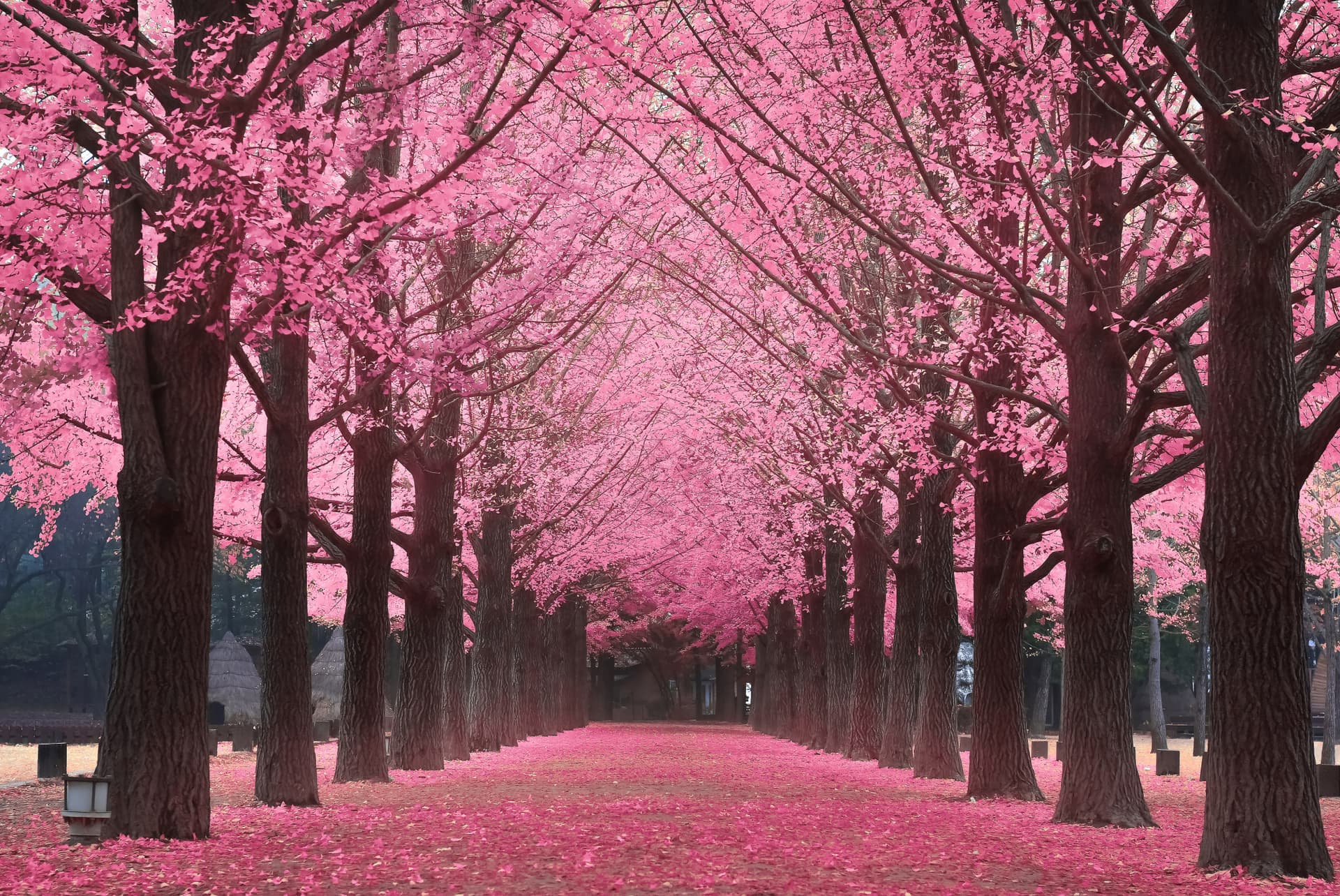 Nami Island, Petite France, Garden of Morning Calm, and Gangchon Rail Bike Tour from Seoul - تصویر 5