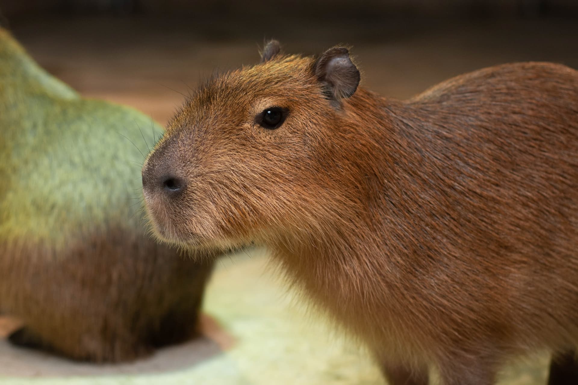 Just Farm Indoor Zoo Kuala Lumpur  (Previously Known As Just Pets Megastore) - تصویر 9