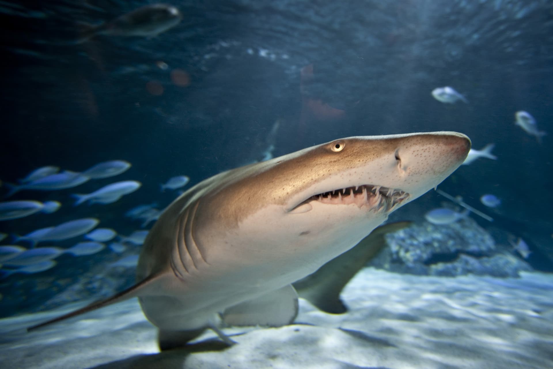 SEA LIFE Kelly Tarlton's Aquarium Ticket - تصویر 5