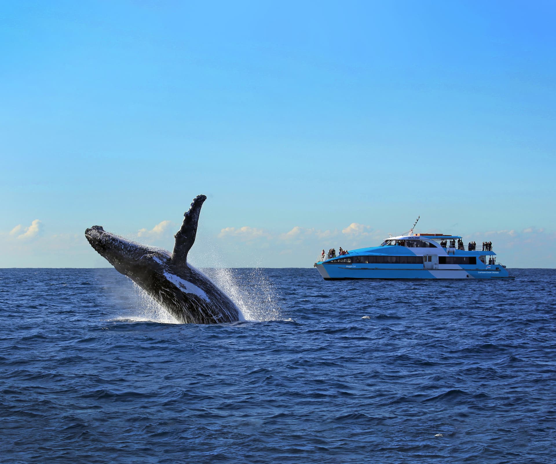 Sydney Harbour Whale Watching Cruise aboard Captain Cook Cruises - تصویر 4