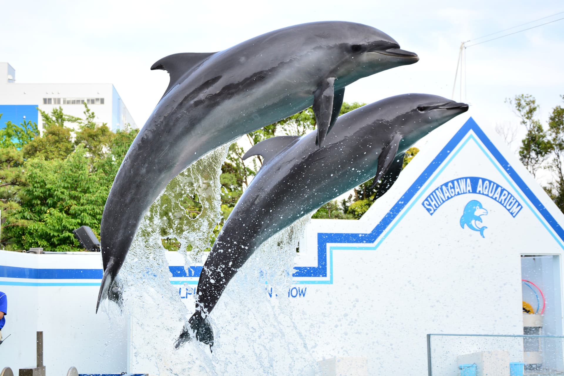 Shinagawa Aquarium Ticket - تصویر 5