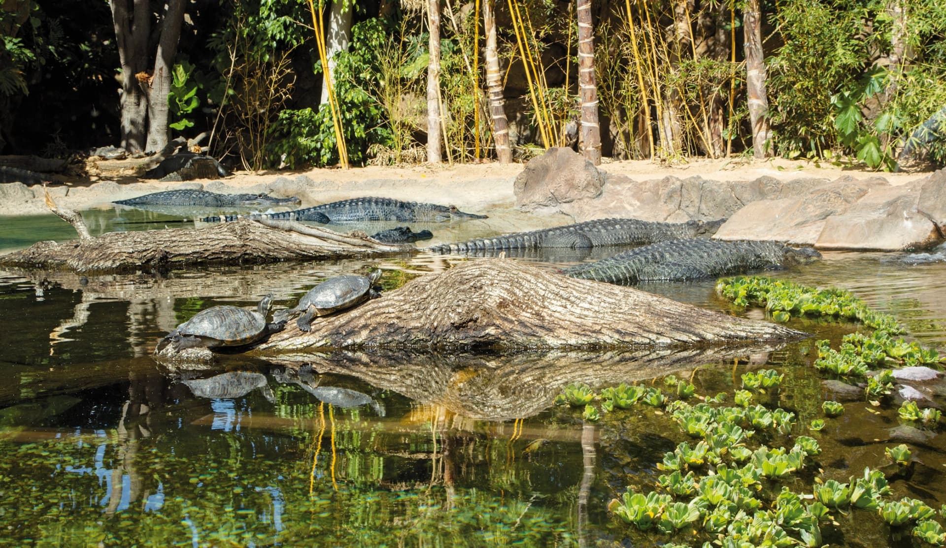 Loro Parque Ticket - تصویر 7