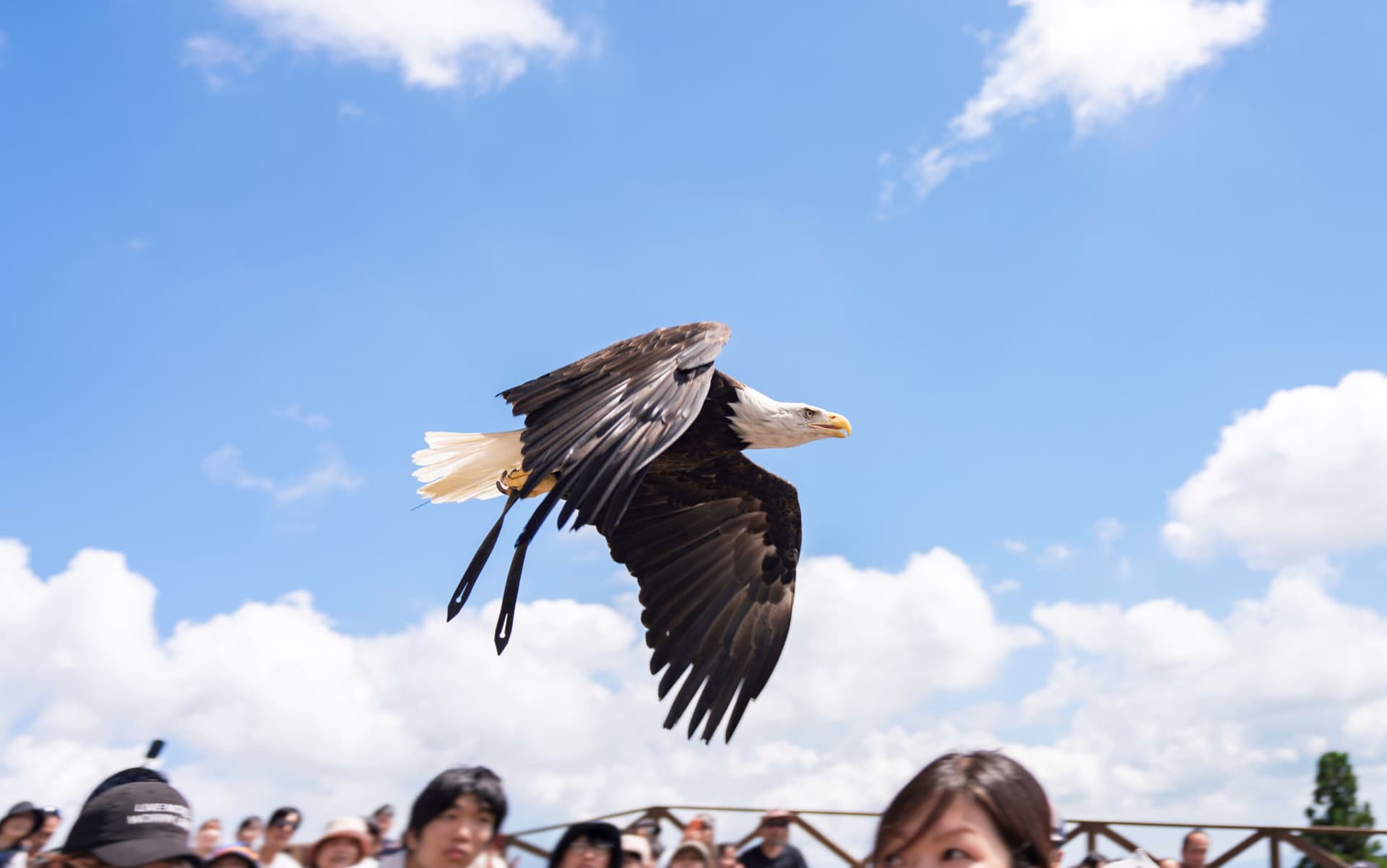 Nasu Animal Kingdom Ticket - تصویر 8