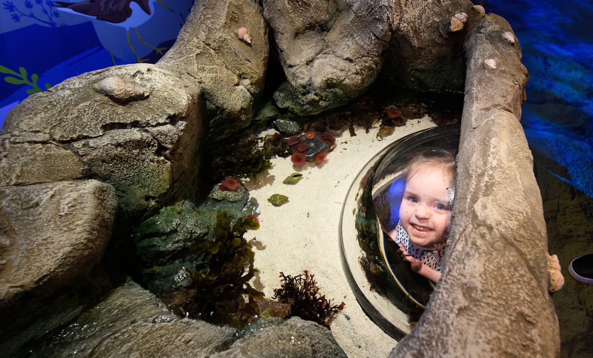 SEA LIFE London Aquarium Ticket - تصویر 17