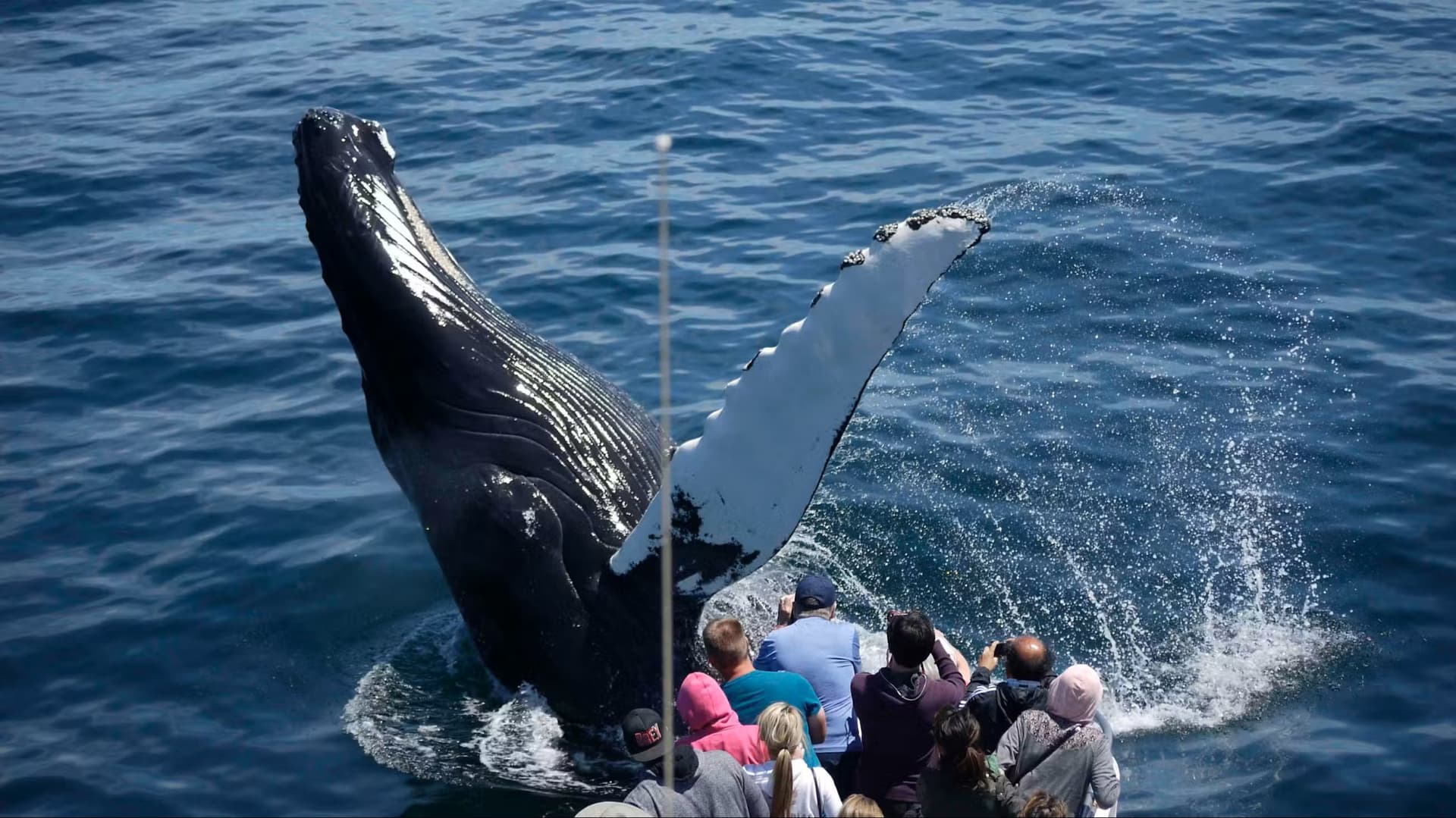 Boston Harbor Whale Watch Cruise - تصویر 7