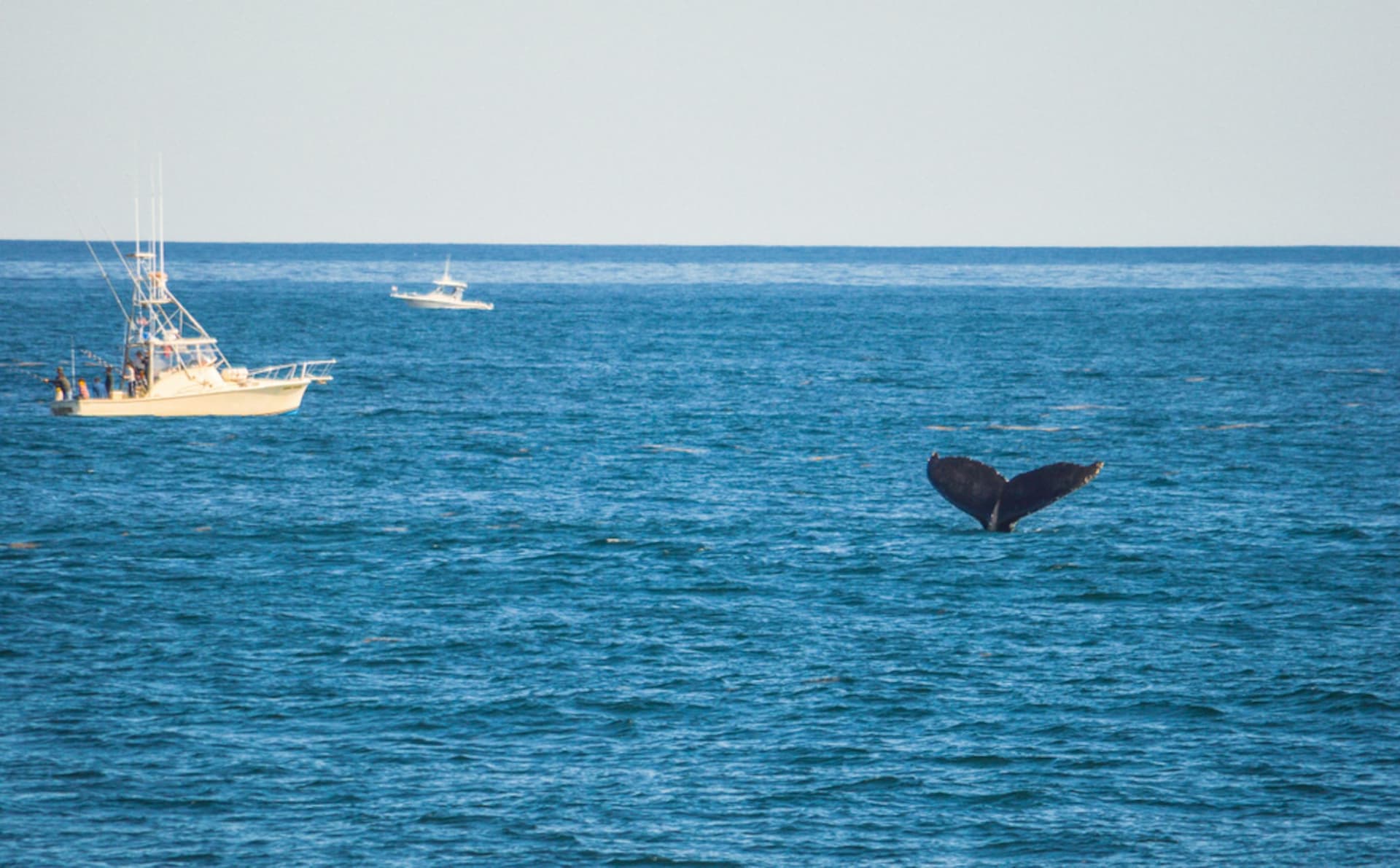 Boston Harbor Whale Watch Cruise - تصویر 2
