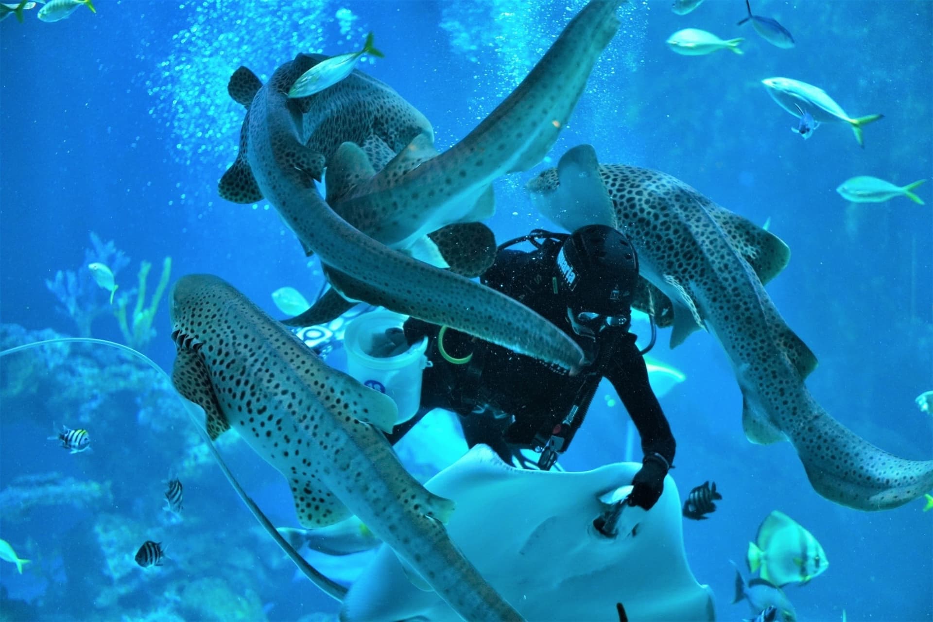 Aquaria Phuket - تصویر 19