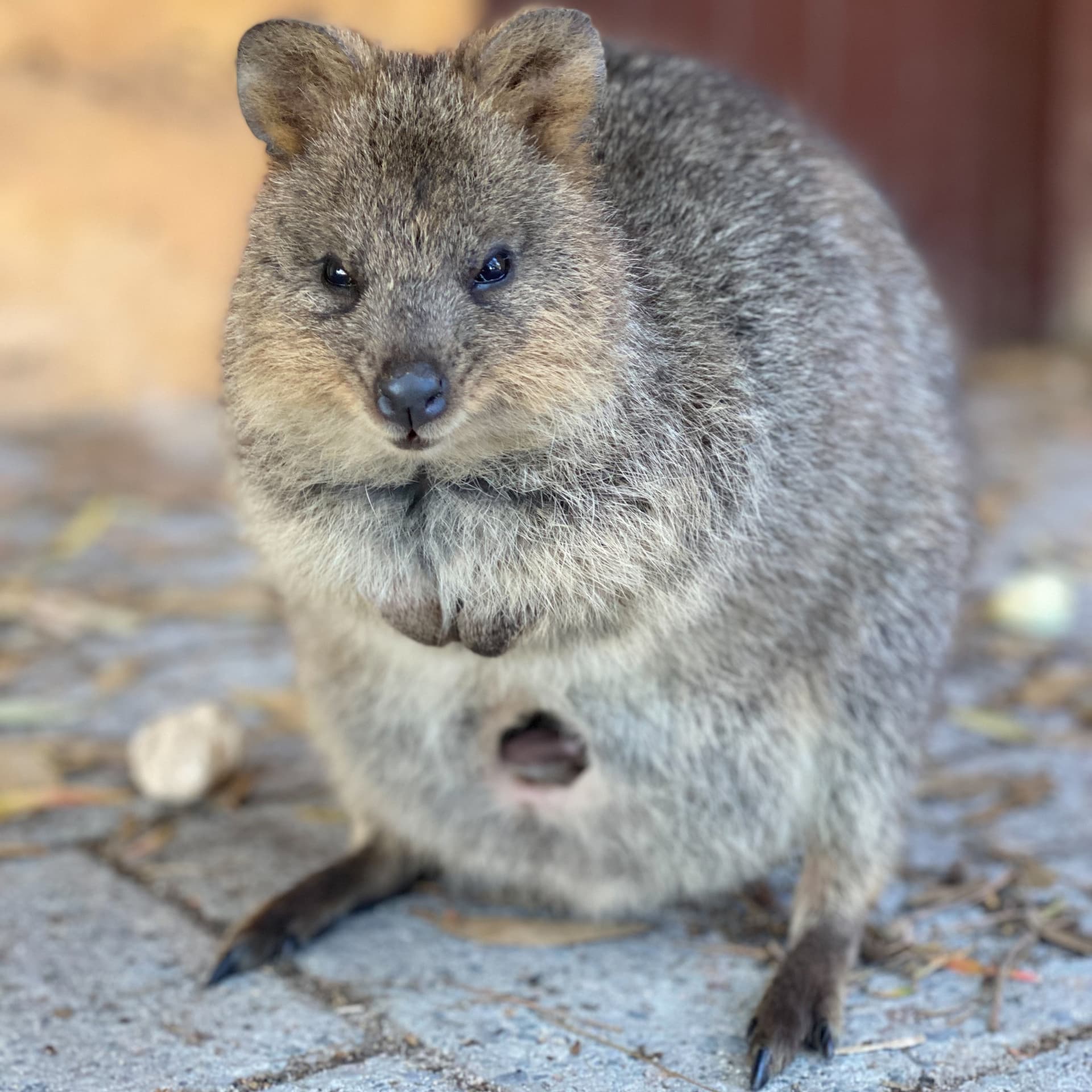 Rottnest Island Bayseeker Bus Tour with Round Trip SeaLink Ferry Transfer - تصویر اصلی
