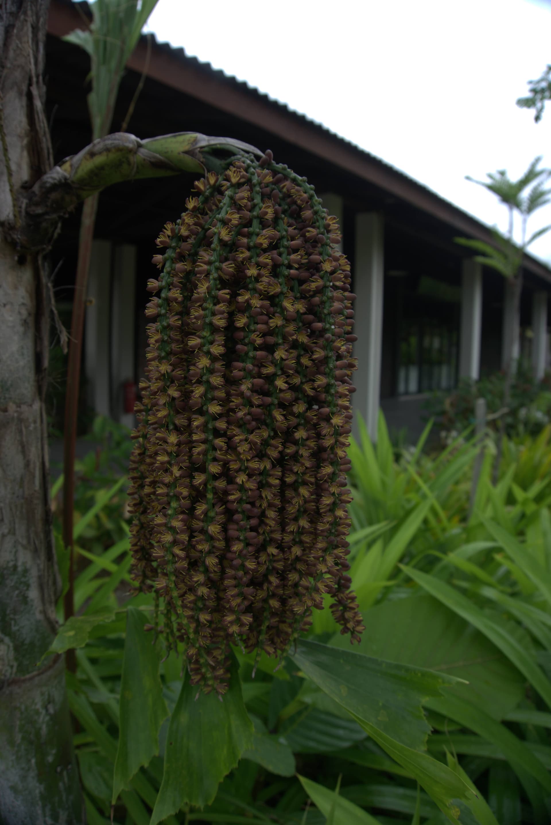 Desaru Riverside Garden Guided Walk - تصویر 9