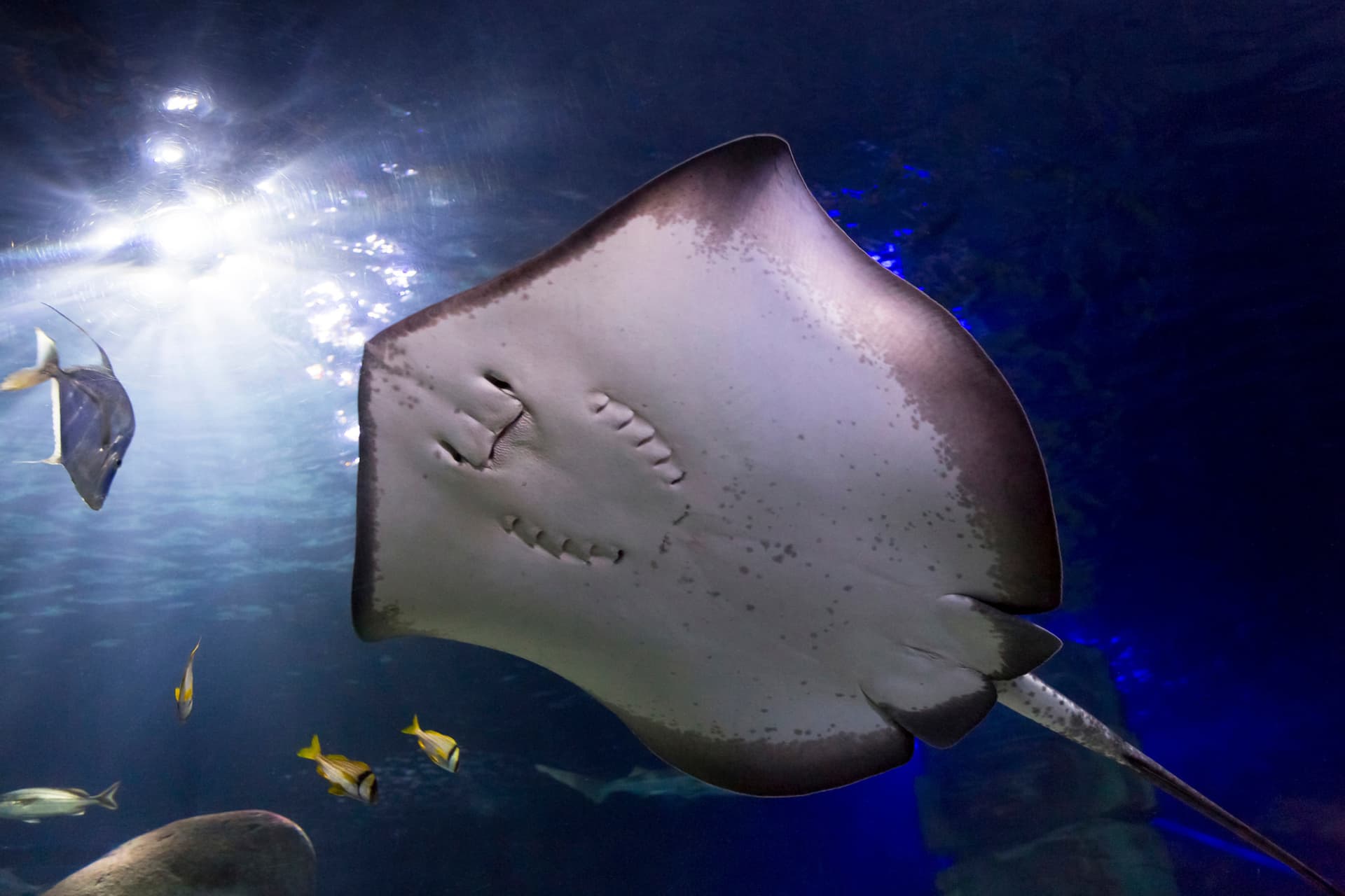 SEA LIFE Konstanz Aquarium Ticket - تصویر 10