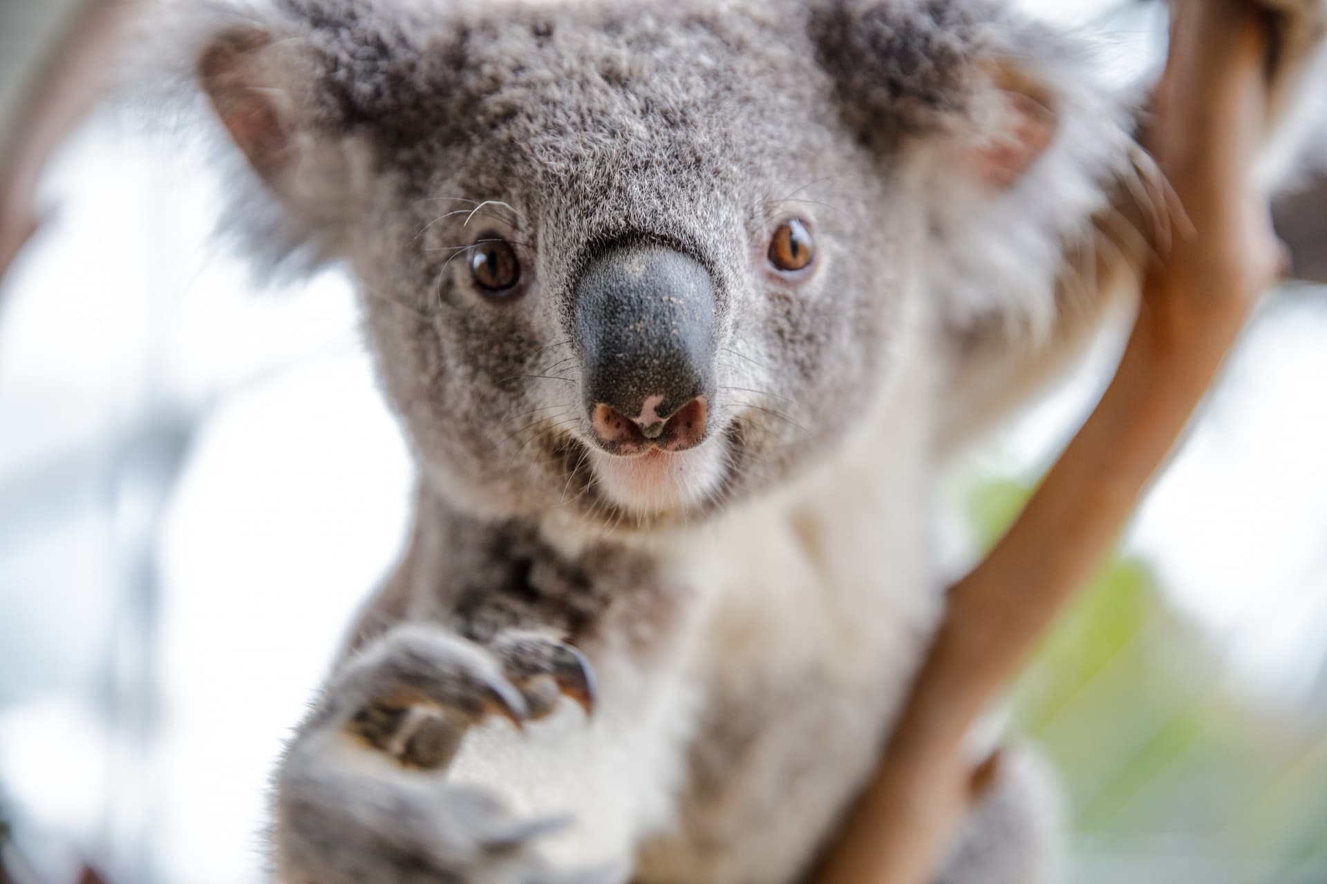WILD LIFE Sydney Zoo Direct Entry Ticket - تصویر 6
