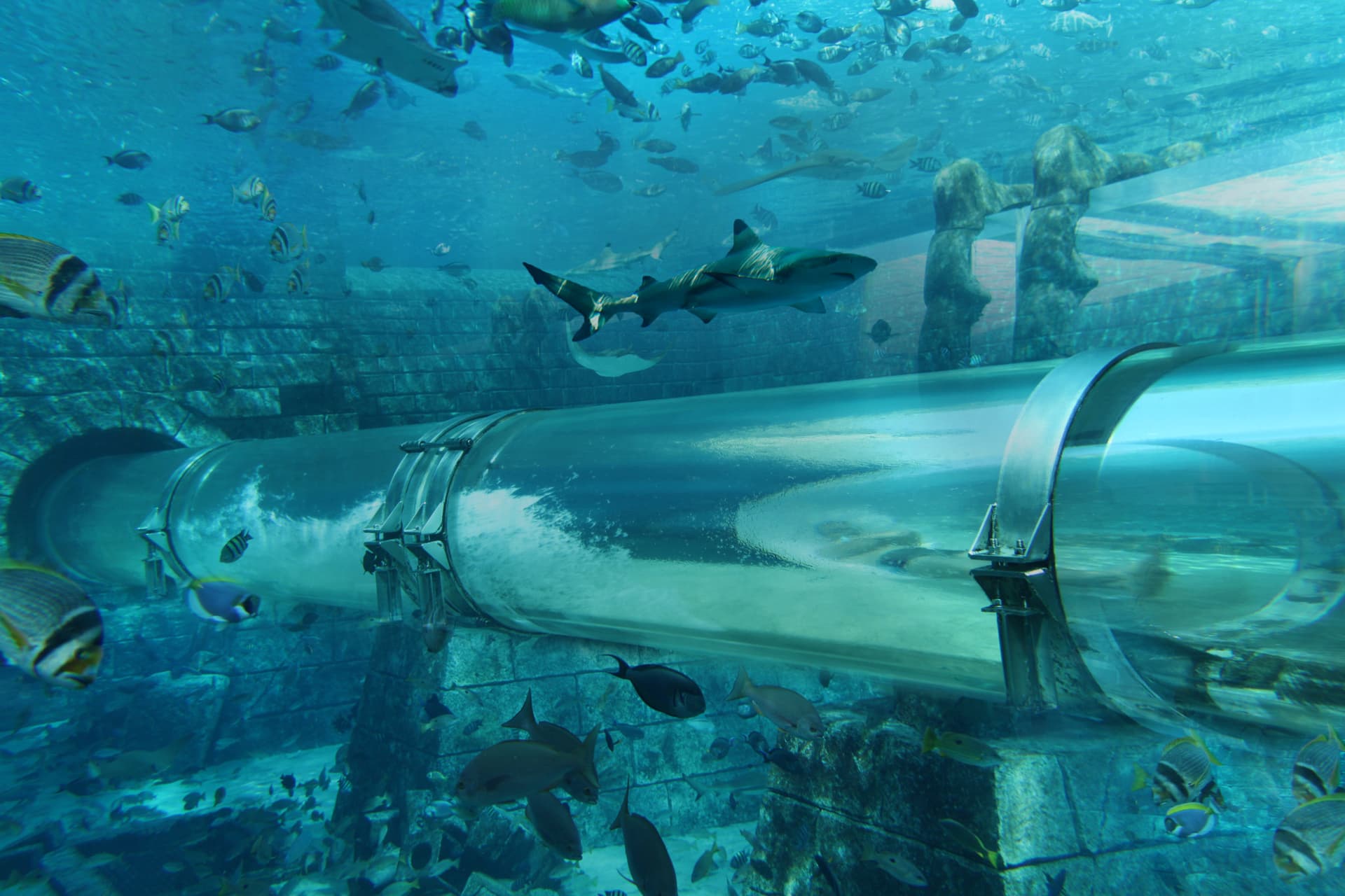 COMBO: The View at The Palm + Lost World Aquarium - تصویر 5