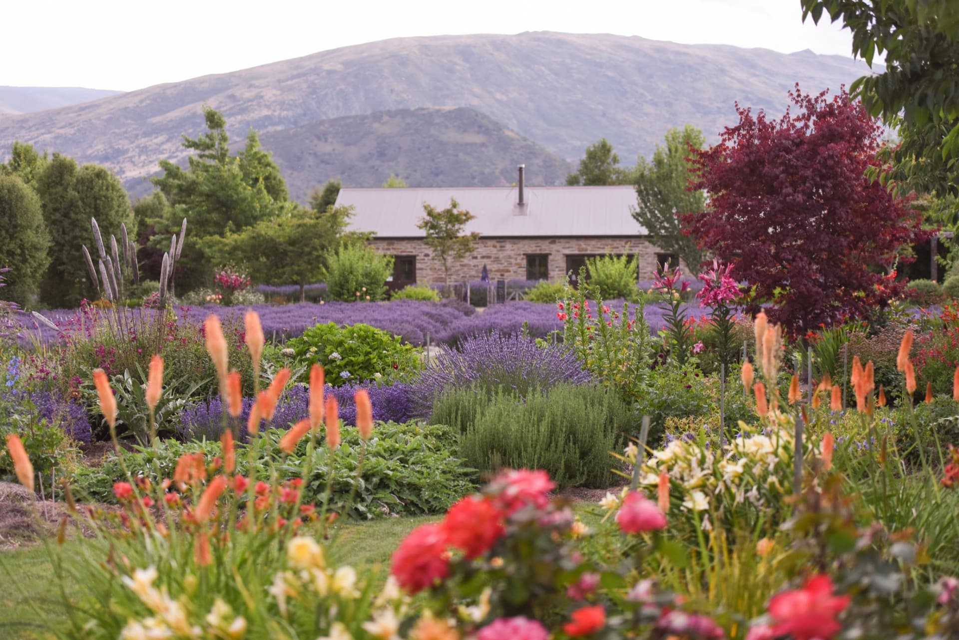 Wanaka Lavender Farm Ticket - تصویر 6