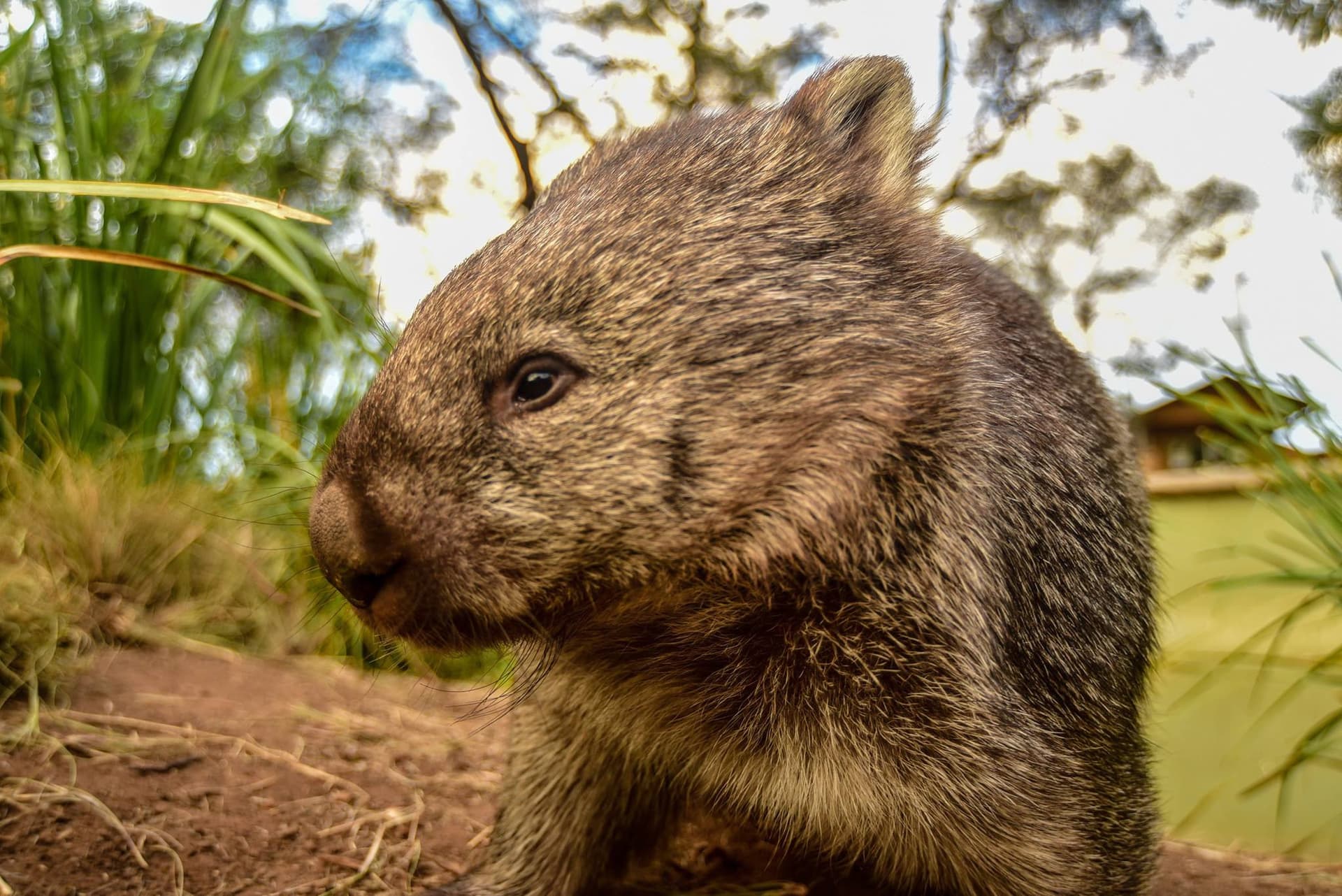 Bonorong Wildlife Sanctuary and Hobart City Tour - تصویر 21