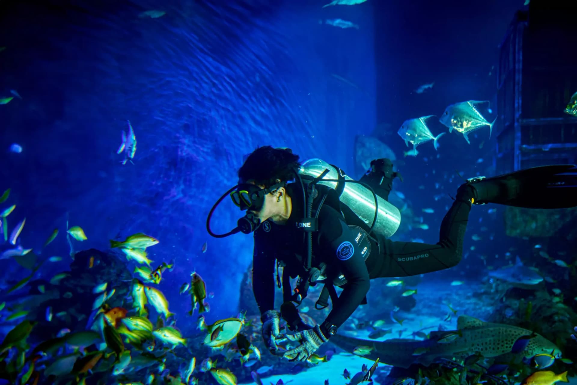 Marine Safari Bali Ticket - تصویر 4