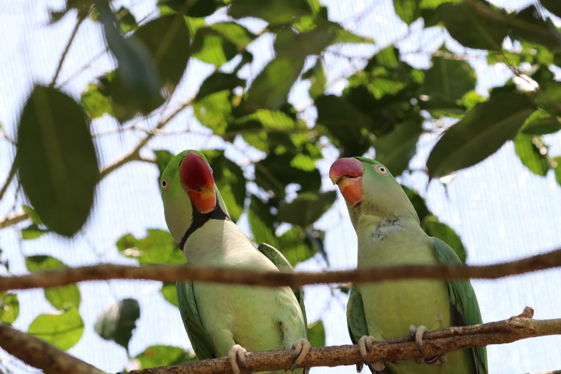 Birdworld Kuranda - تصویر 2