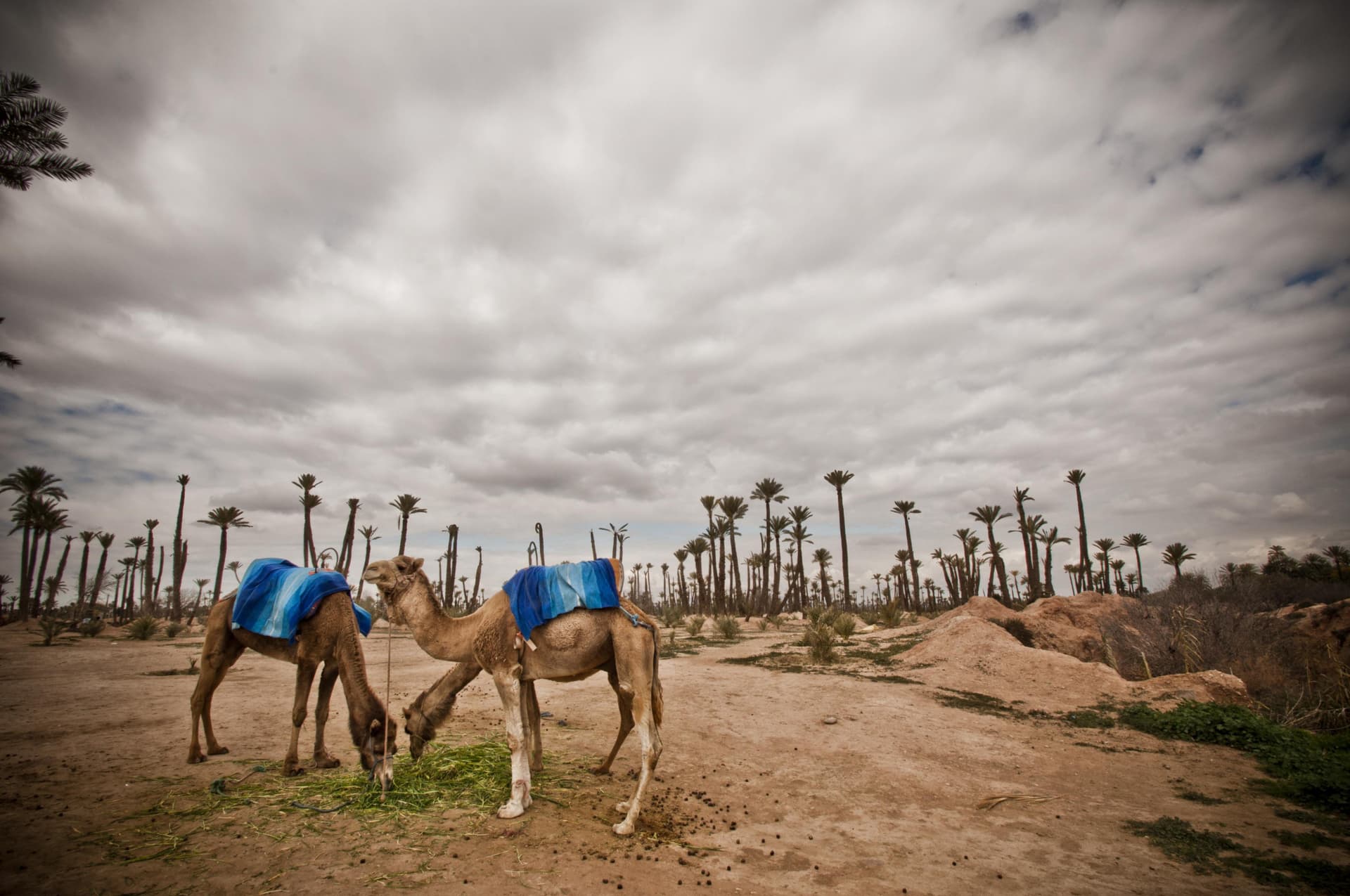 Camel Ride in Marrakech Palm Grove - تصویر 2