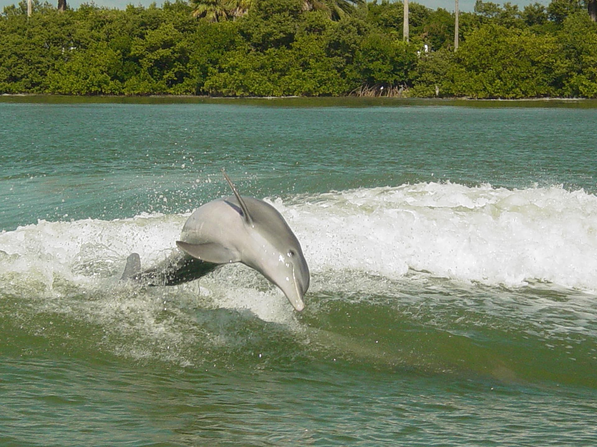 Sea Screamer Speedboat Ride to Clearwater Beach - تصویر 7