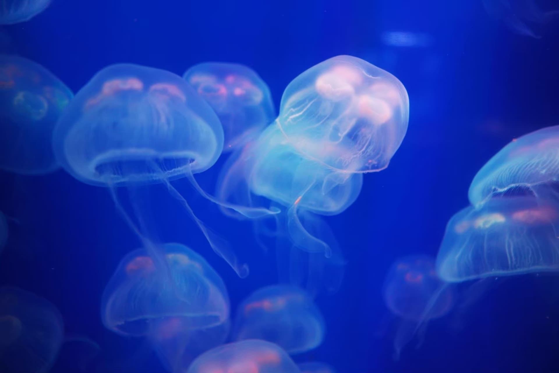 Aquaria Phuket - تصویر 30