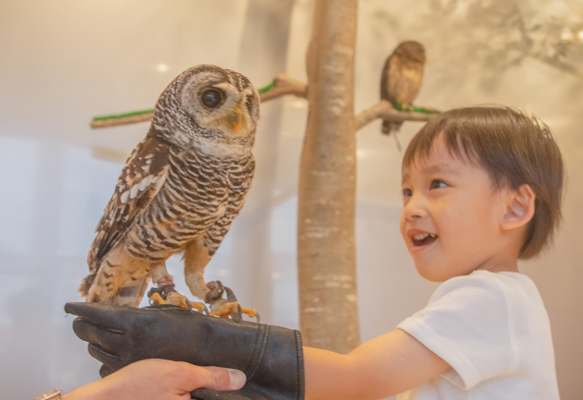 Moff Animal Cafe Lalaport Fukuoka Ticket - تصویر 3