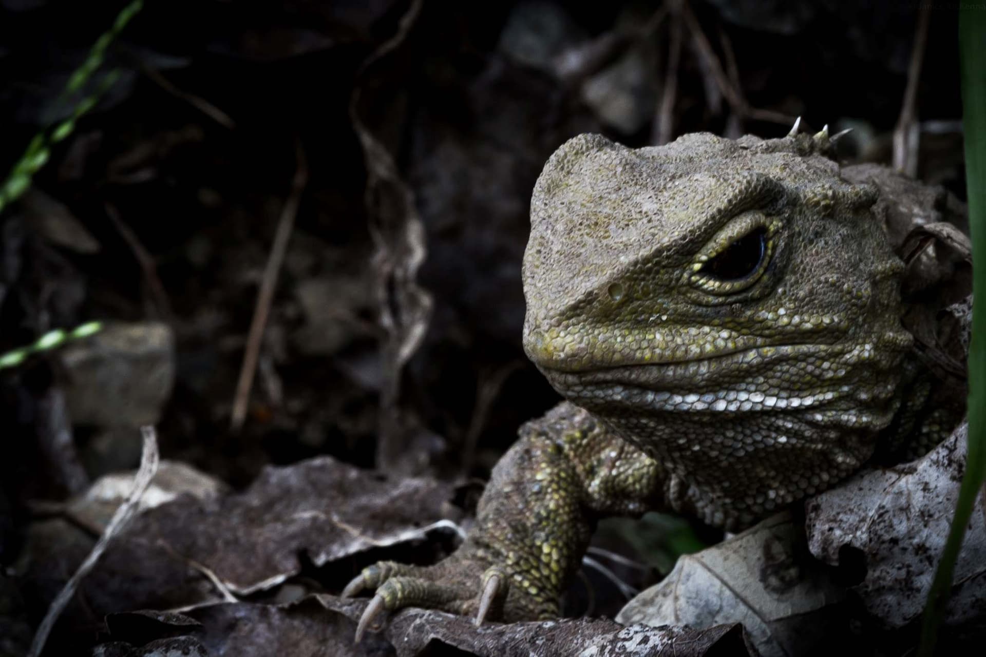 Zealandia Night Tour - تصویر 7