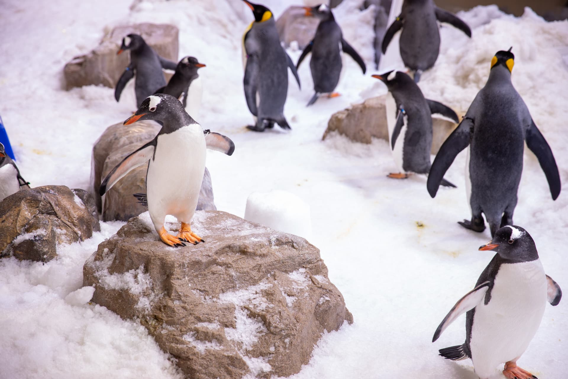 SEA LIFE Melbourne Aquarium Direct Entry Ticket - تصویر 10