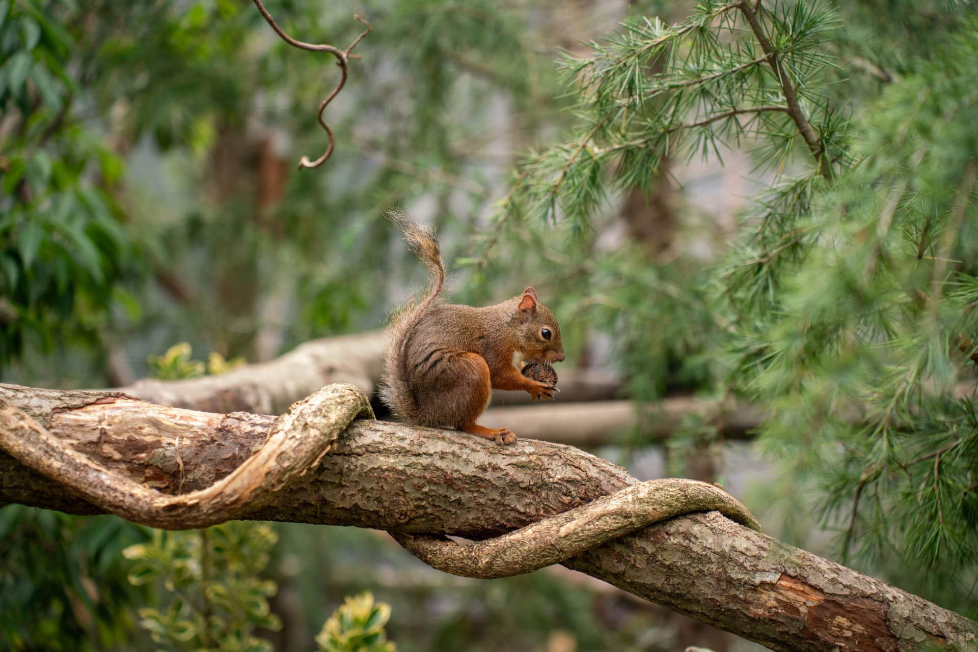 Nasu Animal Kingdom Ticket - تصویر 10