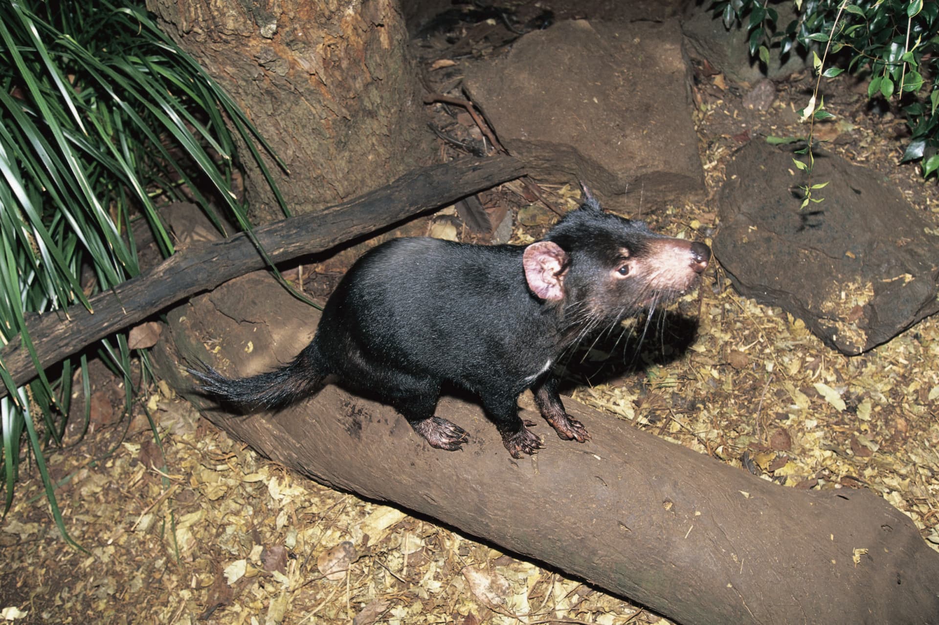 Currumbin Wildlife Sanctuary Gold Coast Ticket - تصویر 7