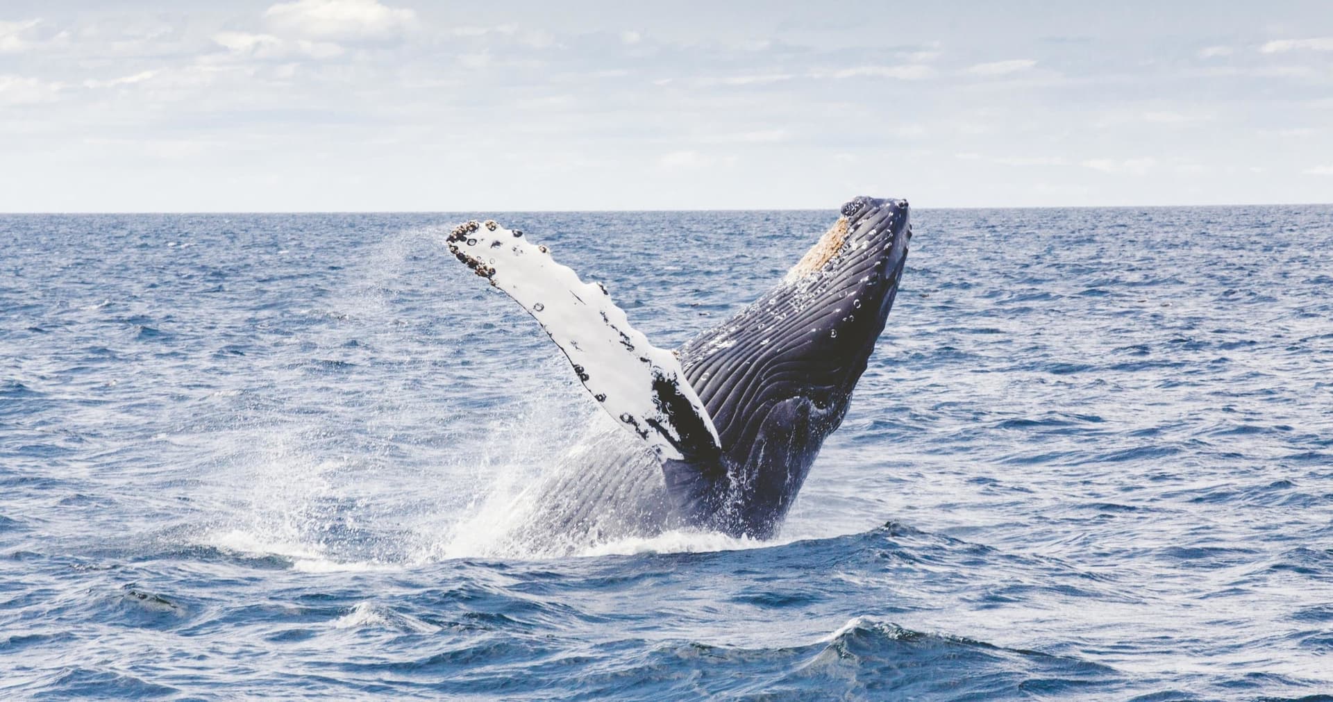 Waikiki Private Whale Watching Cruise - تصویر اصلی