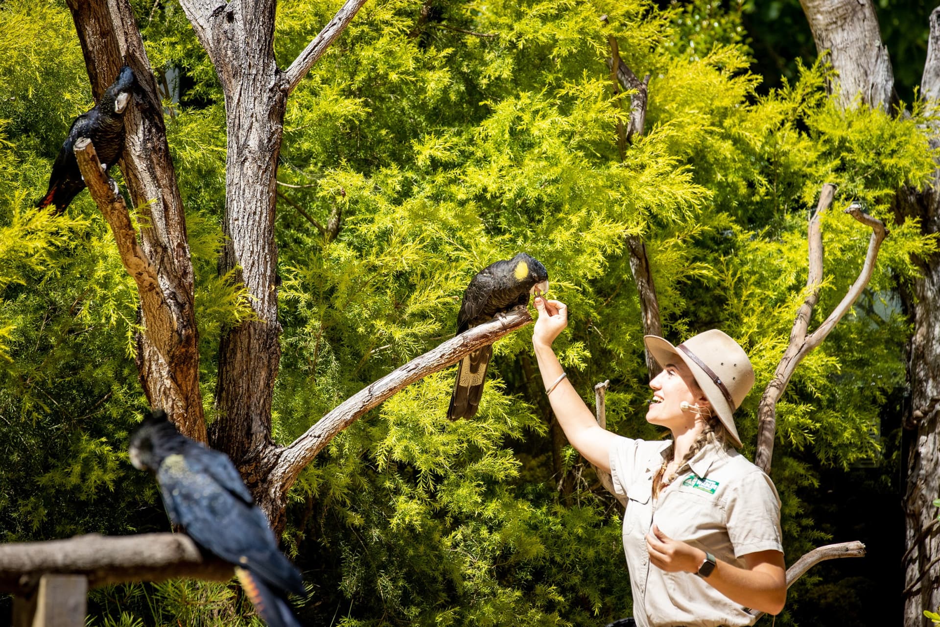 Currumbin Wildlife Sanctuary Gold Coast Ticket - تصویر 14