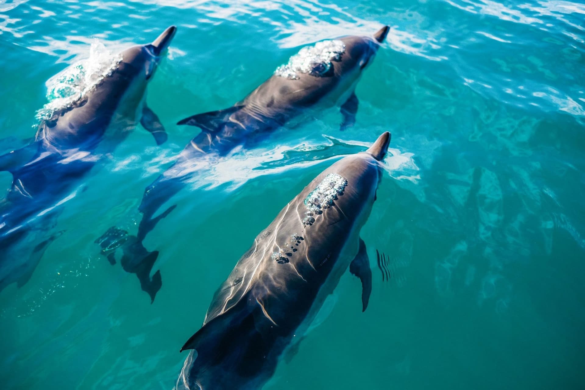 Day Trip to Key West from Miami with Optional Activities - تصویر 2