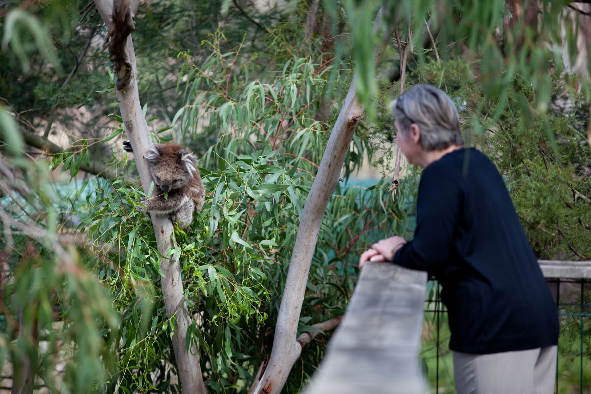 Phillip Island Nature Parks - Koala Conservation Reserve Ticket - تصویر 3