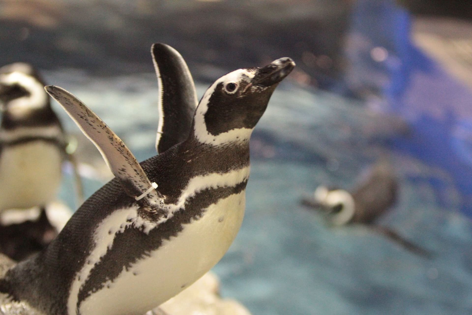Sumida Aquarium Ticket - تصویر 5