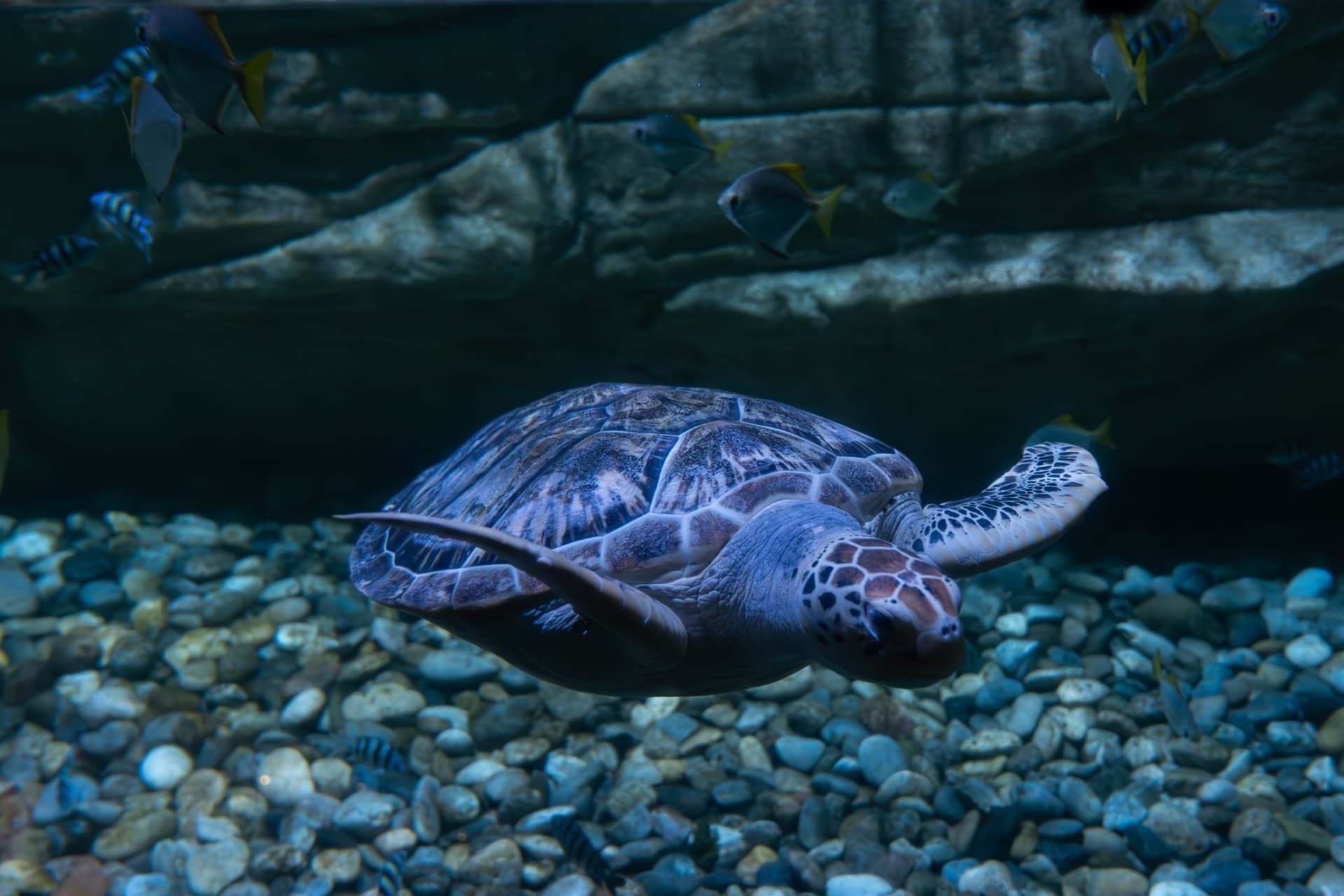 Aquaria Phuket - تصویر 26
