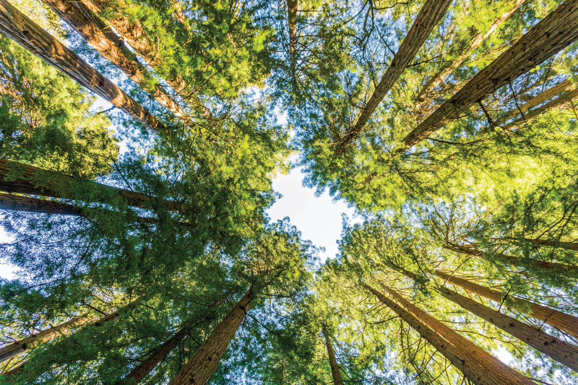 Muir Woods & Sausalito Half-Day Tour - تصویر 4