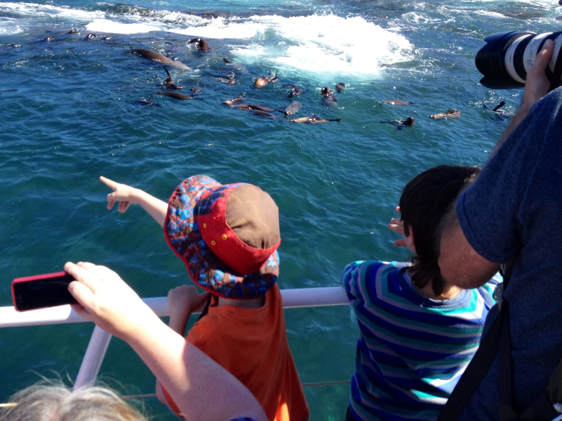 Phillip Island Seal Watching Cruise - تصویر 5